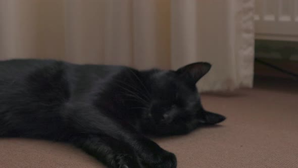 Black Domestic Cat Lying And Sleeping On A Tiled Floor - Sleeping Cat Disturbed By The Owner Cover F