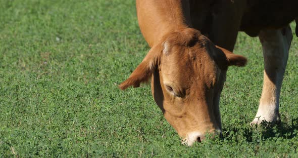 The limousin is a French breed of beef cattle.