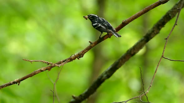 Small bird with food in its beak standing on a branch and flying away