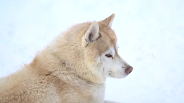 Close Up Of Siberian Husky Dog With Snow Background