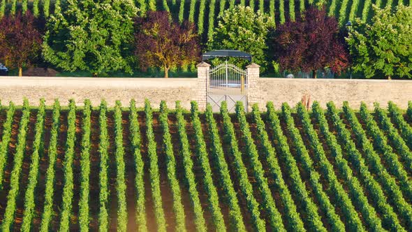 Green Vineyards. Pommard Wine Region, France