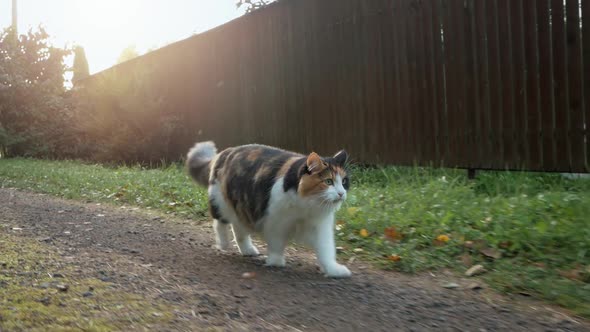 a Fluffy Whiteredblack Cat Walks Along a Dirt Road Along a Burgundy Fence