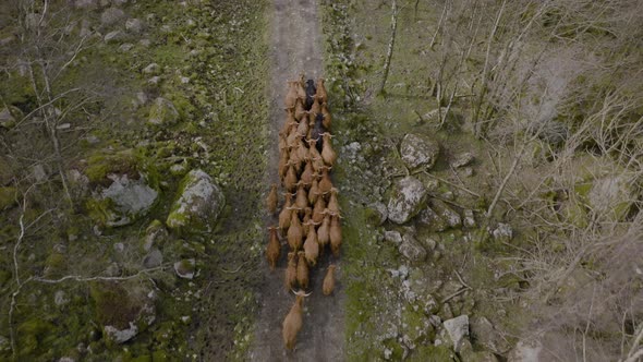 Highland cattle huddle together as they walk on path through woods; aerial