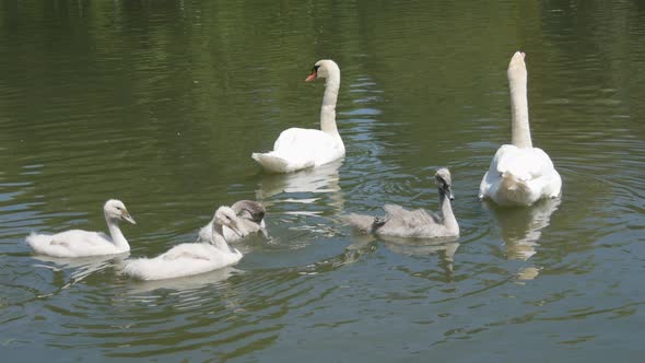 Swan Family on the Lake