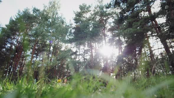 Healthy Asian Man Running in the Park in Morning Runner in Forest Korean Marathon Healthy Lifestyle