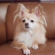cute tongue out chihuahua smiling dog relax on sofa at living room - VideoHive Item for Sale