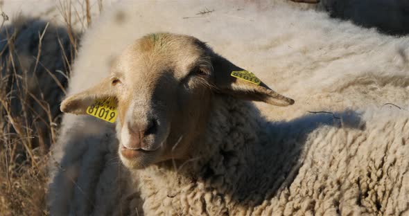 Domestic sheeps , France