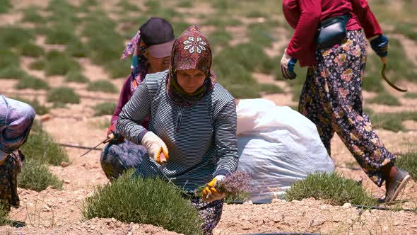 Farmers Working on Lavender Field