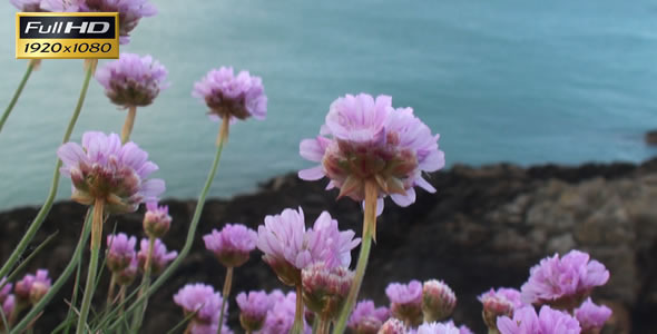 Flowers on the Sea Coast 2 alt
