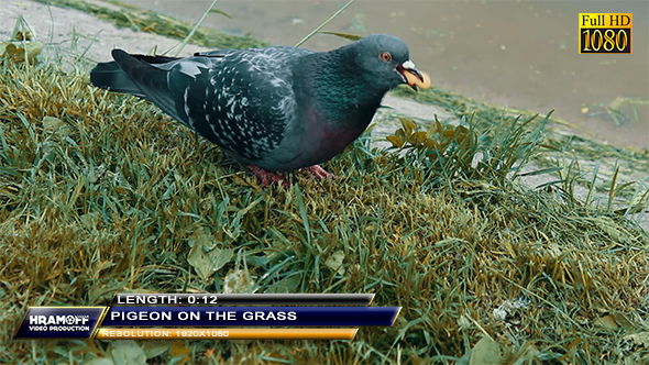 Pigeon On The Grass