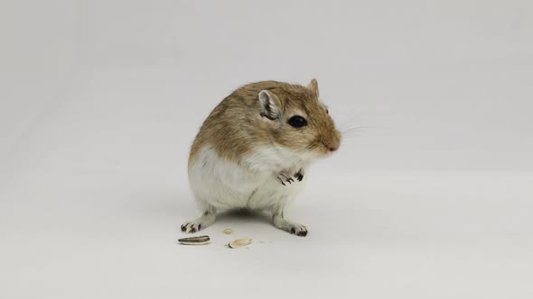 a brown and white gerbil eating a pipe on white background