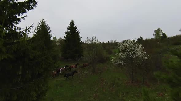 A Herd of Wild Horses Running Through a Forest During Heavy Rainfall