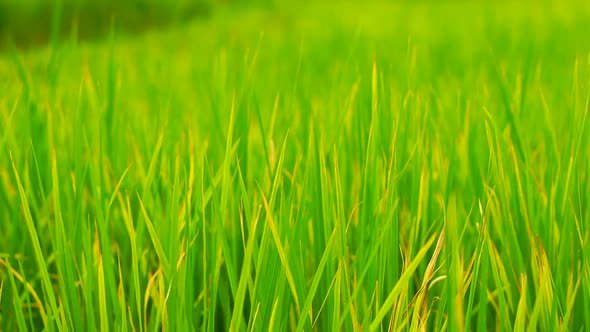 Green Field Background in Close Up View