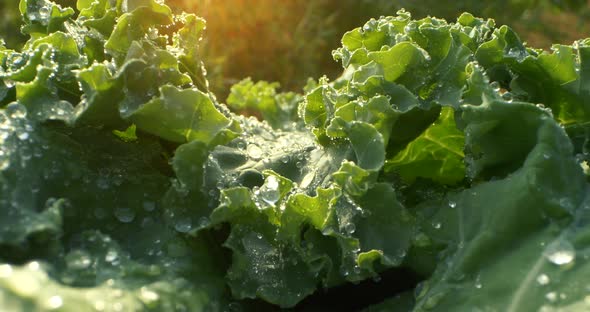 Closeup Fresh Green Salad Leaves with Water Drops Healthy Food Background