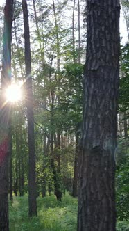 Vertical Video of Many Trees in the Forest