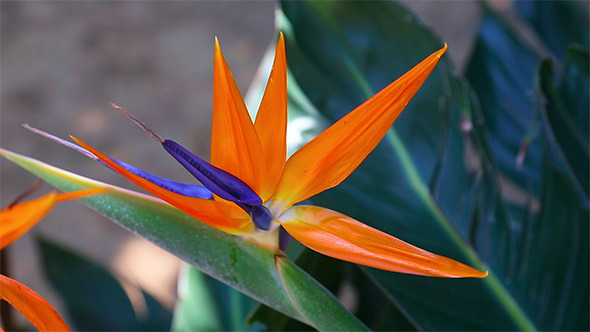 Strelitzia Reginae