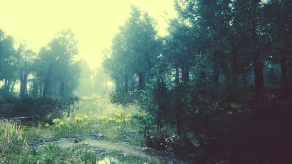 Foggy Summer Morning in the Mountains