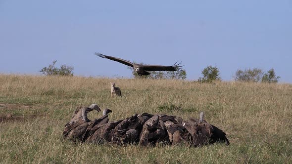 African White Backed Vulture, gyps africanus, Ruppell's Vulture, gyps rueppelli