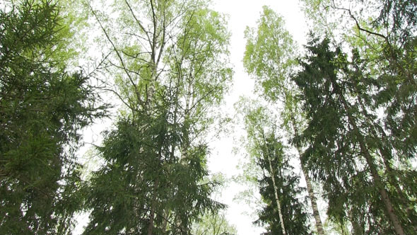 Treetops In A Forest With Birds Singing