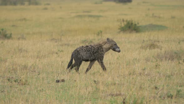 Hyena carrying a zebra leg