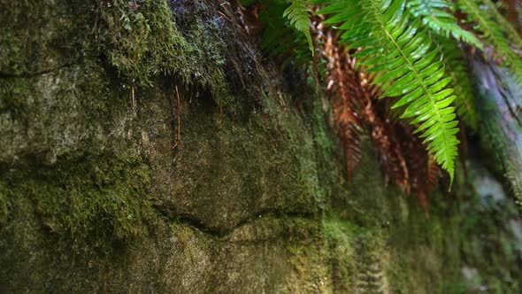 Close up and slow motion of water dripping from plants and rocks in dense forest