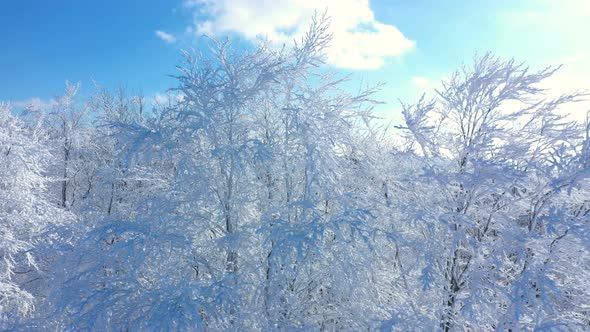 Beautiful White Frosted Trees alt