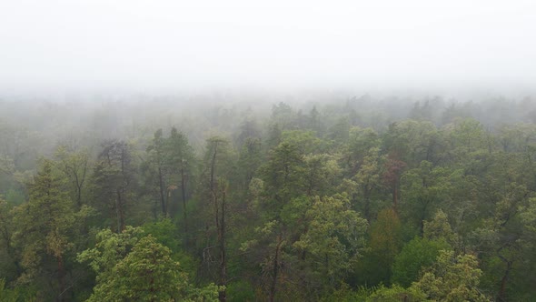 Forest in Fog in Rainy Autumn Weather. Ukraine. Aerial View, Slow Motion