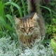 A striped cat walks through the grass in the garden. Cute funny cat in nature. Slow motion. - VideoHive Item for Sale