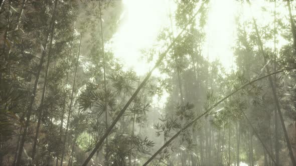 Asian Bamboo Forest with Morning Sunlight