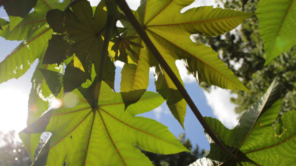 Tree Leaves Backlit Sky