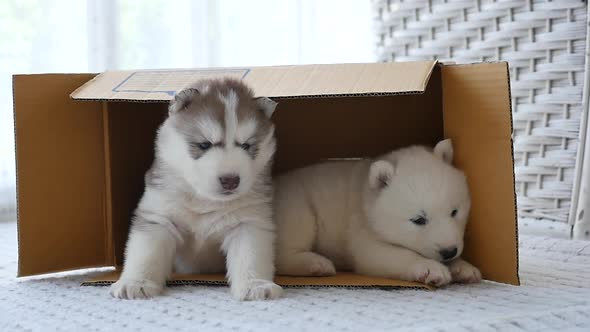 Cute Two Siberian Husky Puppies Lying In A Box