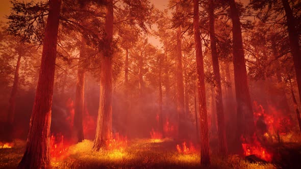 Forest Wildfires 4K 05