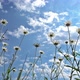 Chamomile Flowers Against Blue Sky - VideoHive Item for Sale