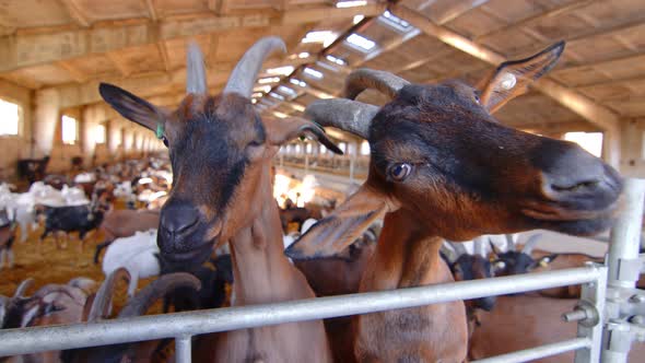 Two Goats on a Goat Farm Close Up Looking at the Camera. Big Goat Farm with Goats.