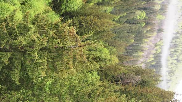 Vertical Video Aerial View of Trees in the Forest