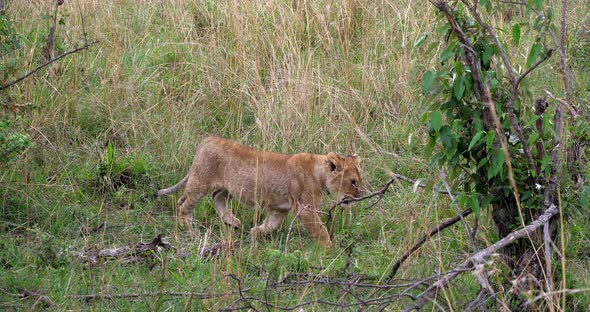 African Lion, panthera leo, cub walking through the Bush, Masai Mara Park in Kenya, Real Time 4K