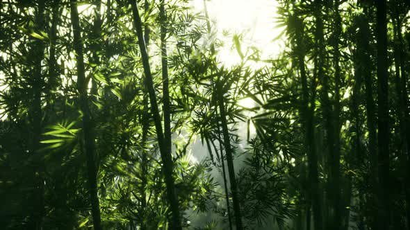 Leaves of Bamboo in the Smokes