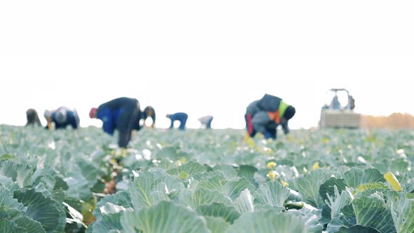 A Group of Farmers are Harvesting Cabbage on the Field