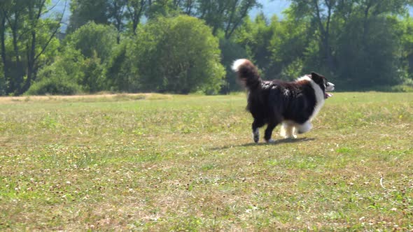 A Border Collie Runs Across a Meadow and Past the Camera