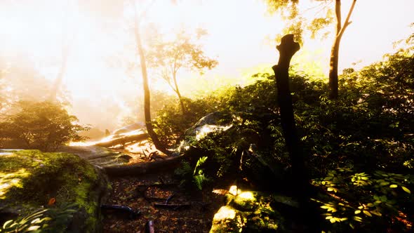 Hyperlapse Timelapse of Beautiful Tropical Jungle