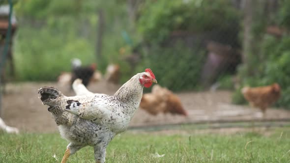 Domestic chicken walking on green grass feeding on rural eco farm.