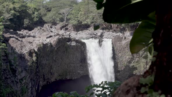 Large amounts of water flowing over the top of Rainbow Falls with a tropical tree in the foreground