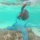 Entangled Green Sea Turtle - VideoHive Item for Sale