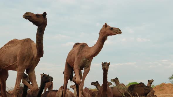 Camels at the Pushkar Fair, Also Called the Pushkar Camel Fair or Locally As Kartik Mela