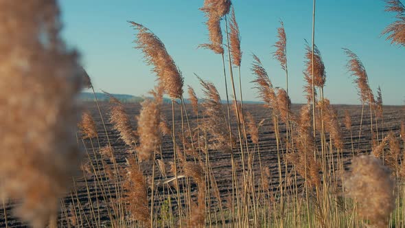 Dry Reeds Swaying In The Wind