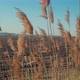 Dry Reeds Swaying In The Wind - VideoHive Item for Sale