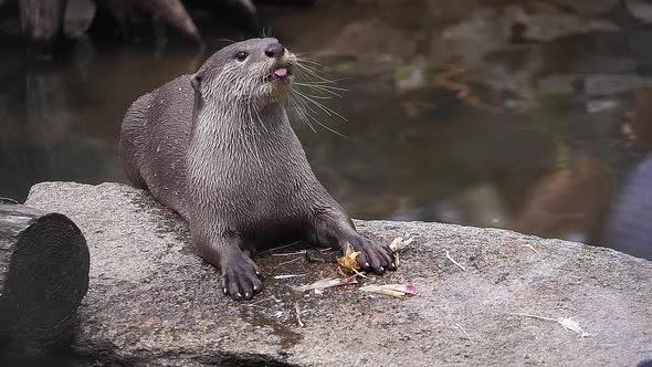 980115 Smooth-coated otter , lutrogale perspicillata, adult standing on Rock, eating a root, slow mo