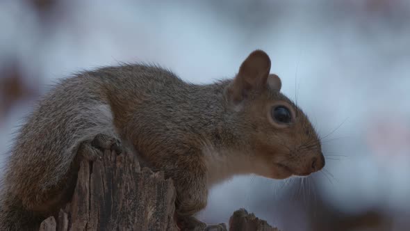 a gray squirrel in the woods
