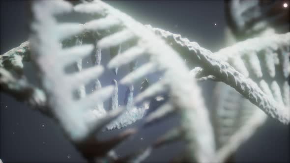 Structure of the DNA Double Helix Animation