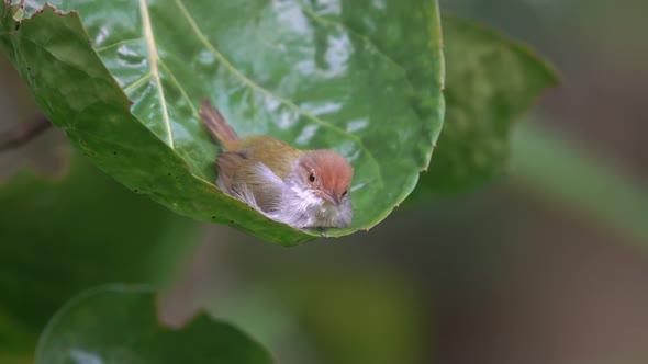 common tailorbird playing water on green leaves